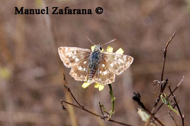 Esperide da identificare...- Muschampia proto